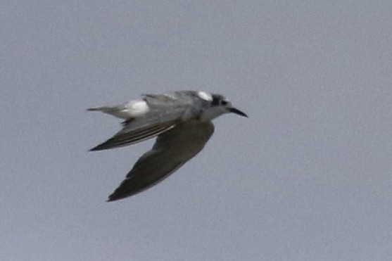 Black Tern - Jon G.