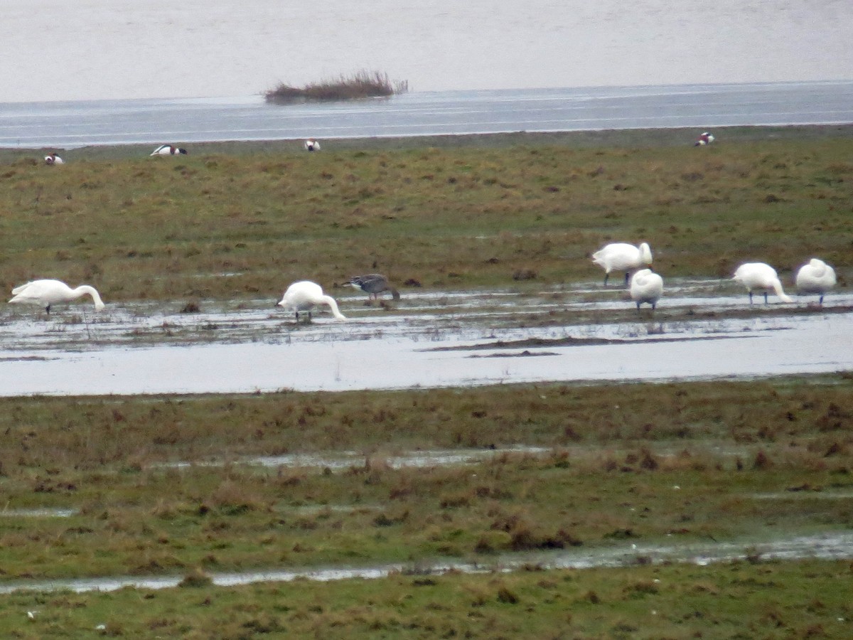 Tundra Bean-Goose - ML114023951