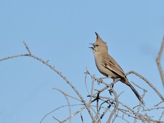Chiming Wedgebill