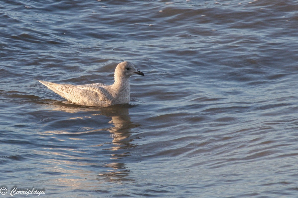 Iceland Gull - ML114024101