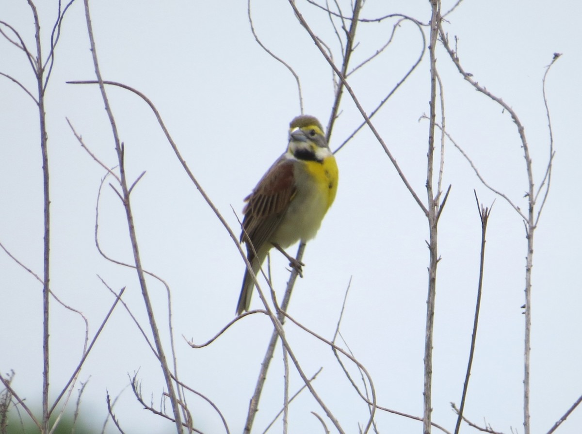 Dickcissel - ML114024341