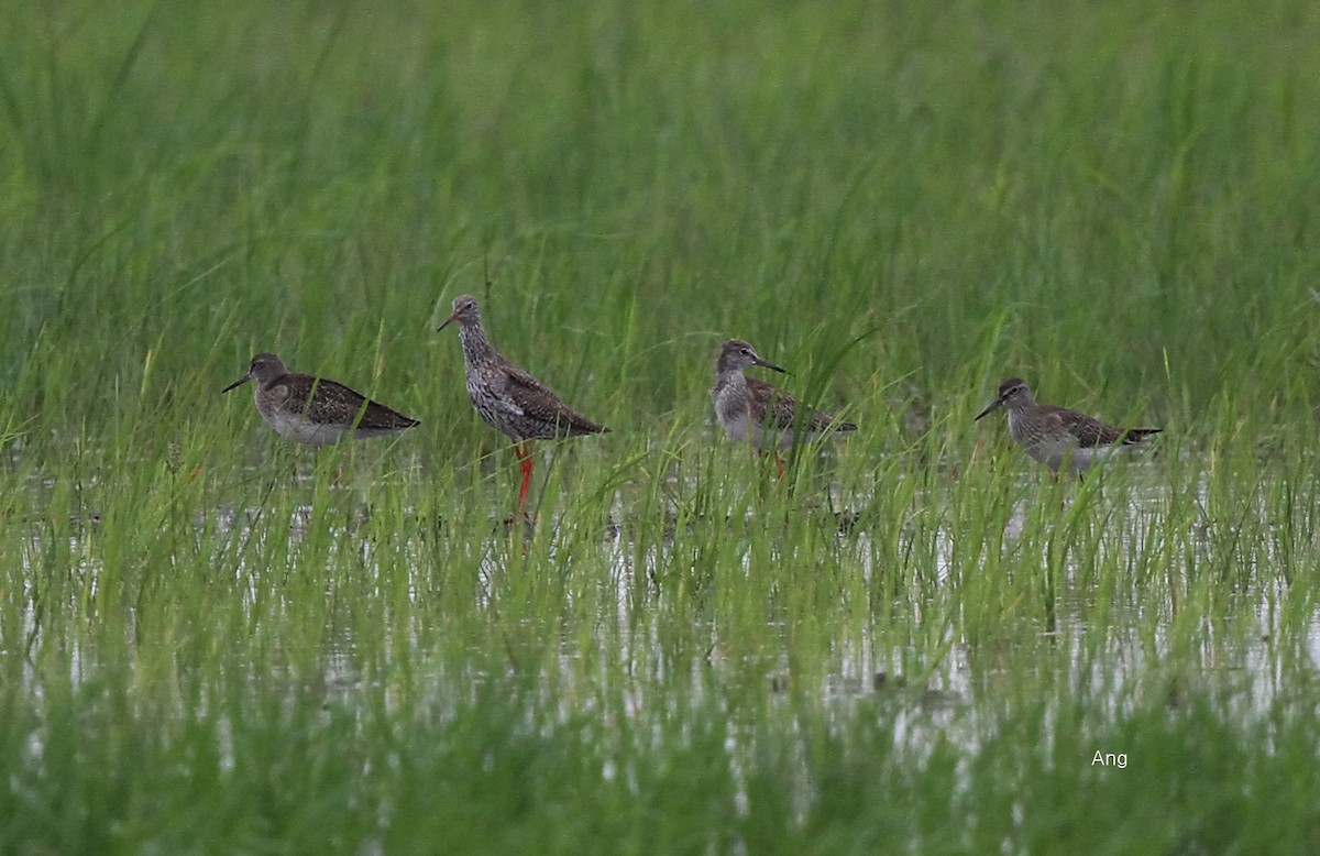 Common Redshank - Ang TH