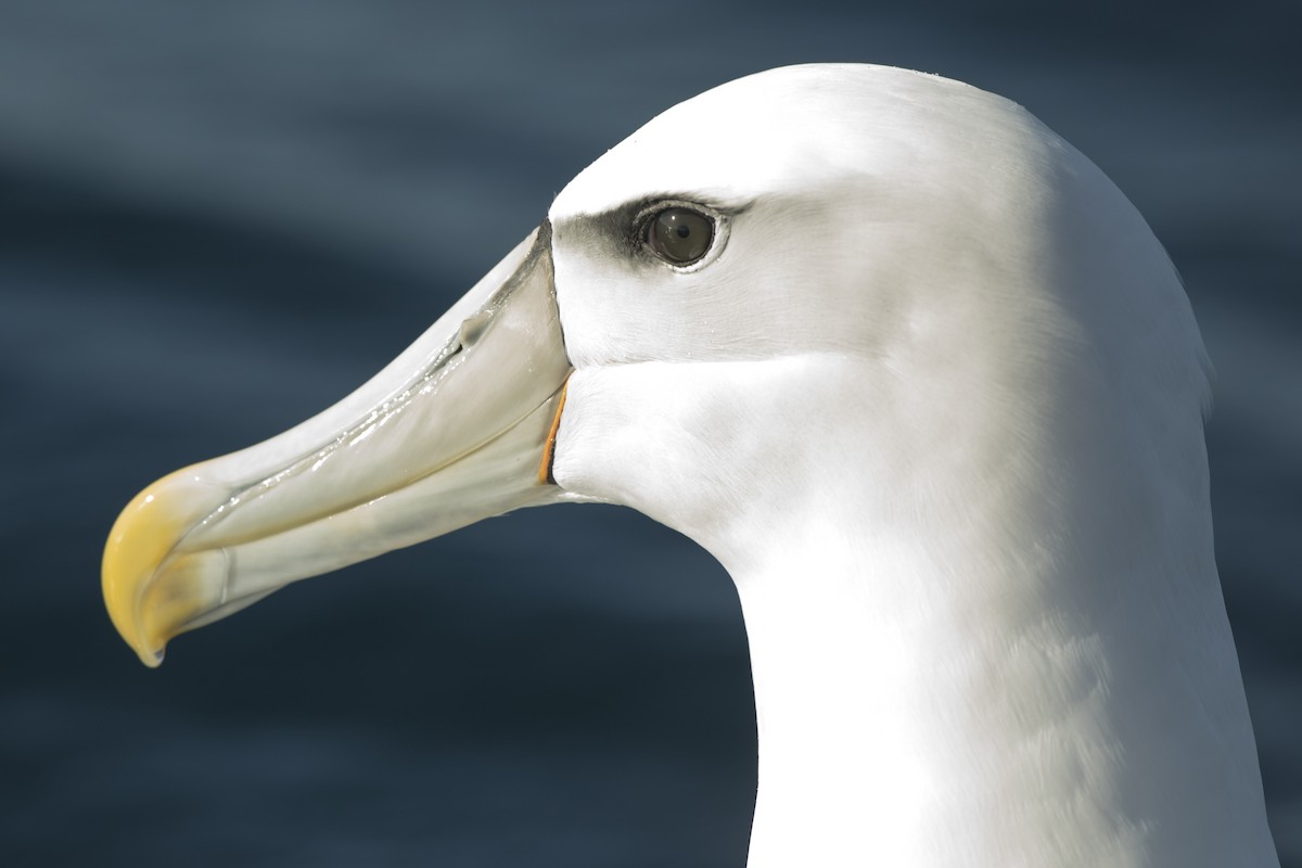 White-capped Albatross - Steve Kelling