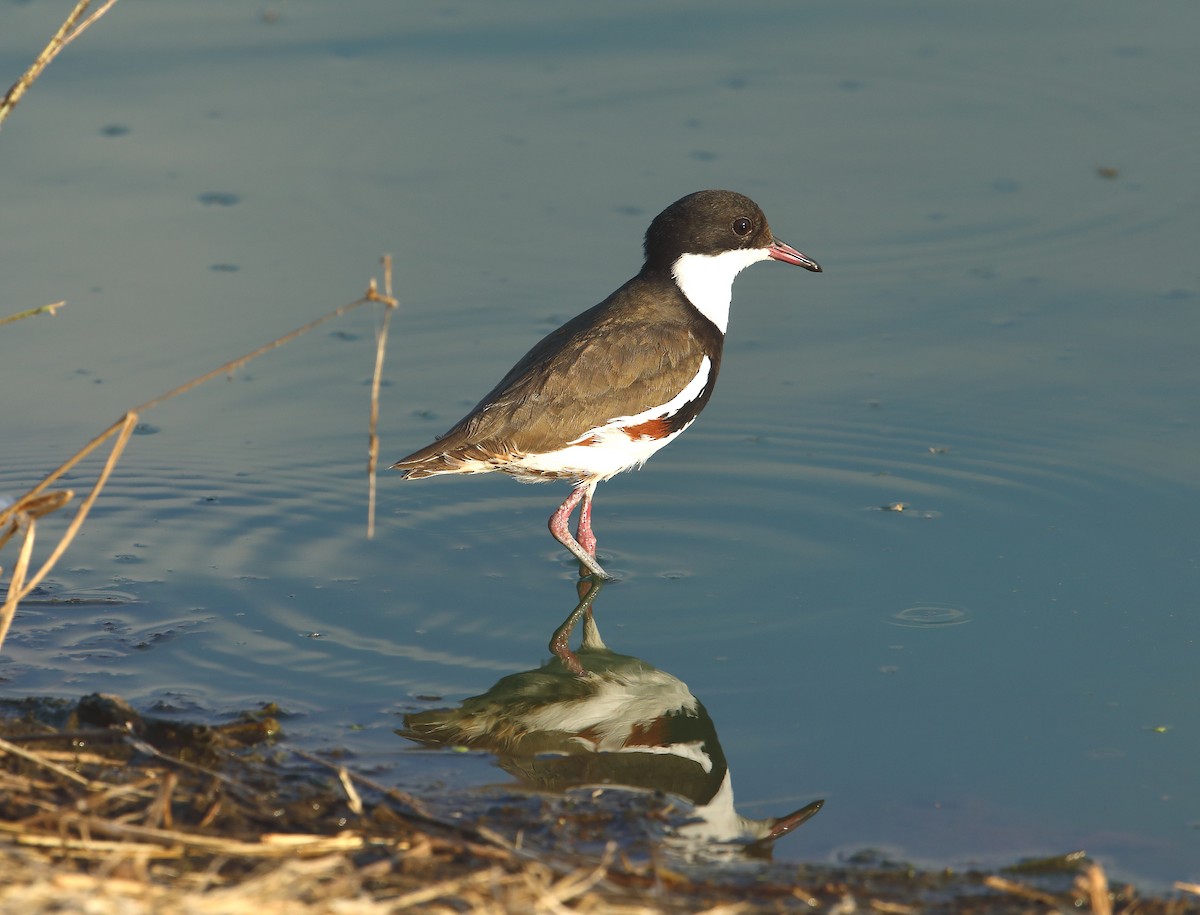Red-kneed Dotterel - ML114028271