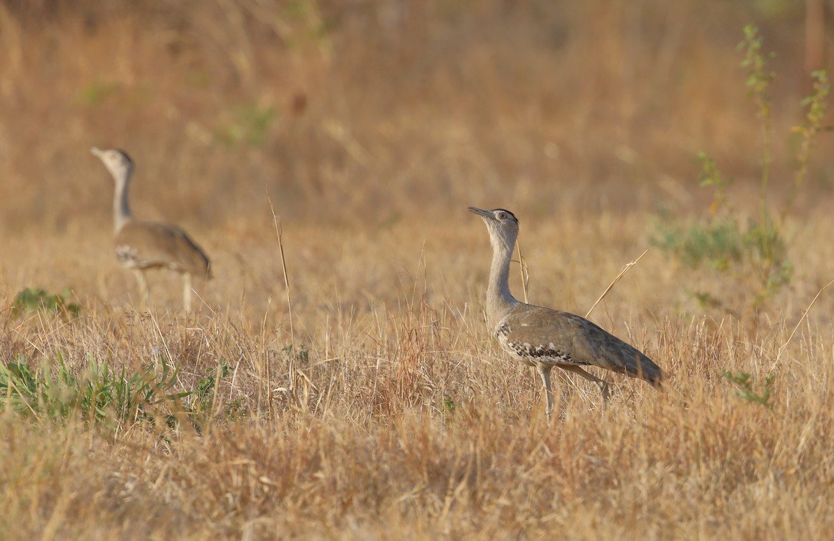 Australian Bustard - Marc Gardner