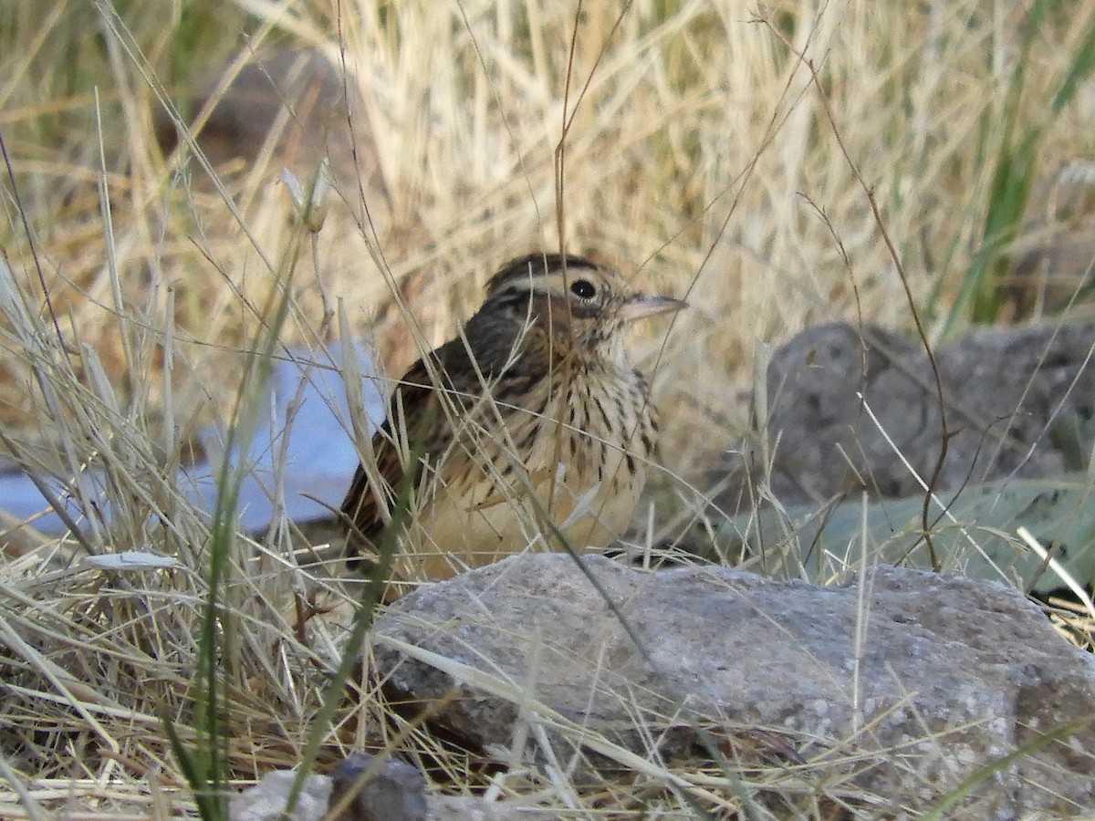 Wood Lark - ML114029711