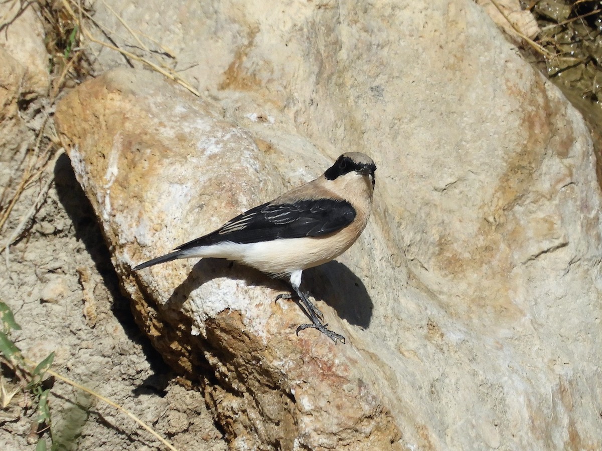 Eastern Black-eared Wheatear - ML114030351