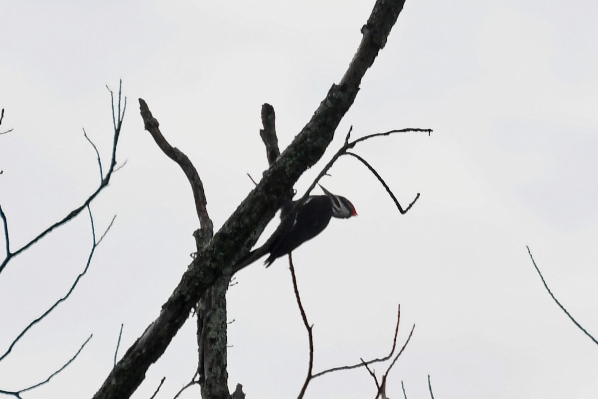 Pileated Woodpecker - ML114030691