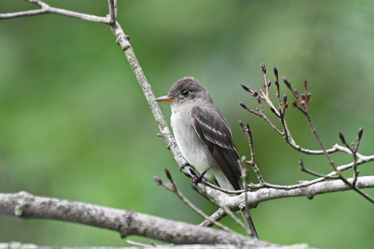 Eastern Wood-Pewee - ML114030791