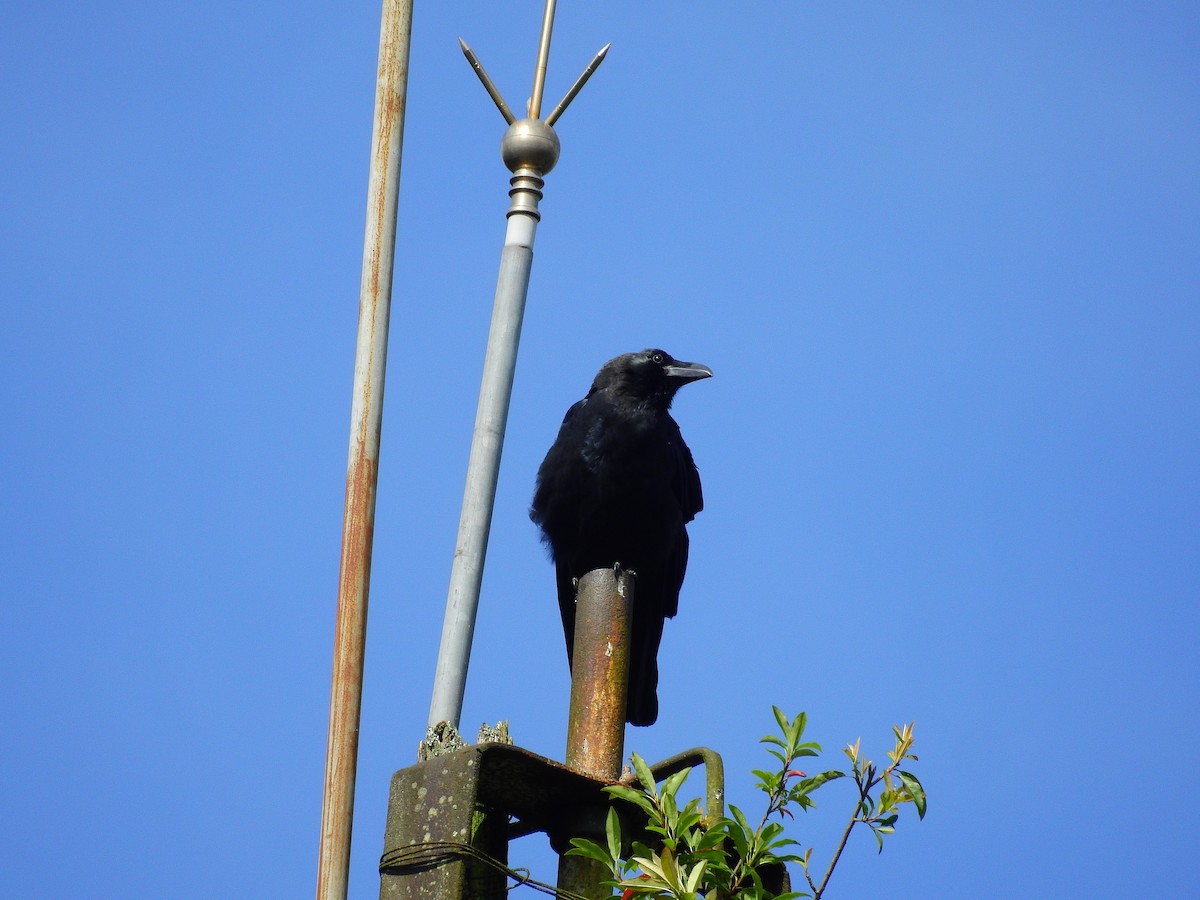 Large-billed Crow - Arlango Lee