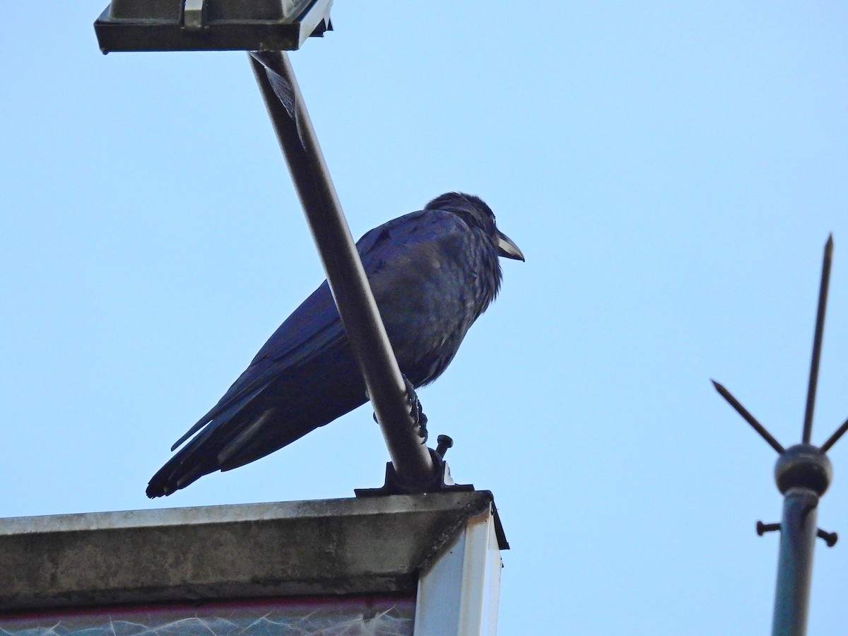 Corbeau à gros bec - ML114030991