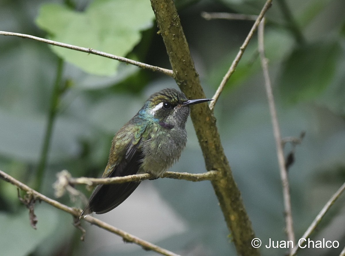 Colibrí Picocuña Oriental - ML114031121