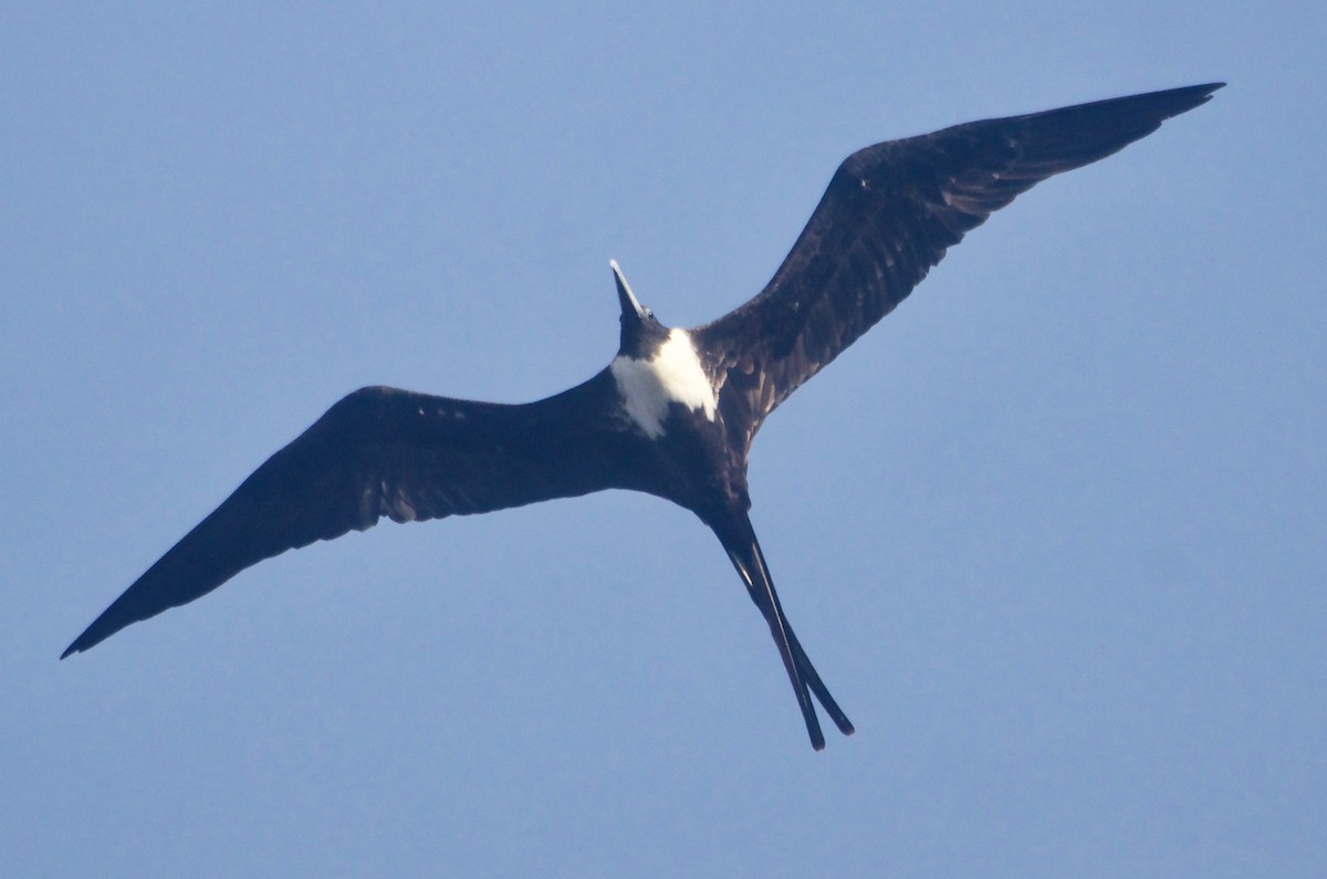 Magnificent Frigatebird - Jan Cubilla