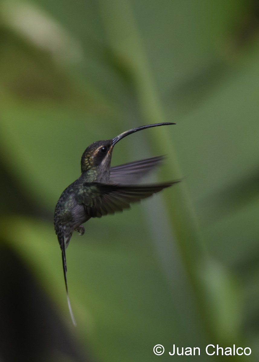 Green Hermit - Juan José Chalco Luna