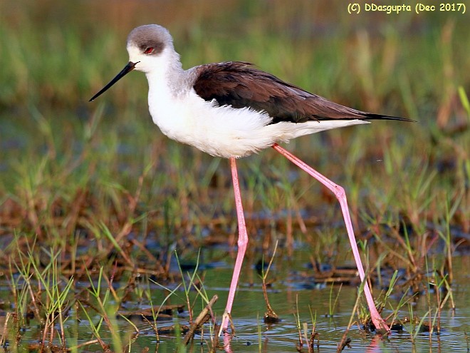 Black-winged Stilt - D Dasgupta