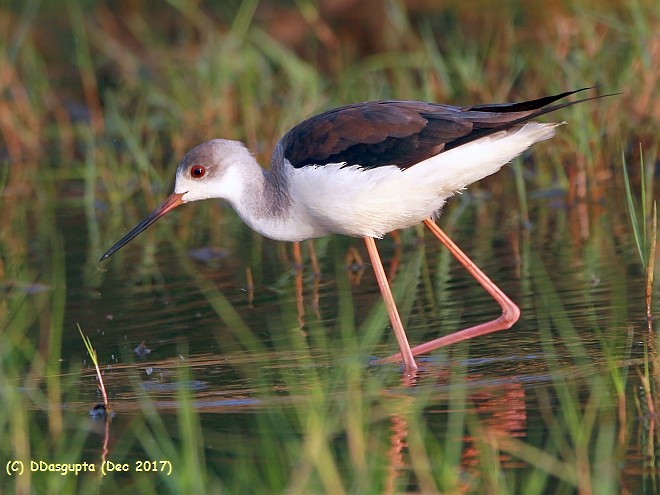 Black-winged Stilt - D Dasgupta