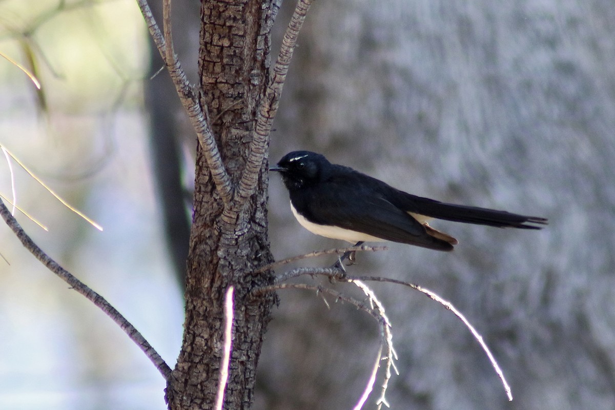 Willie-wagtail - ML114032451