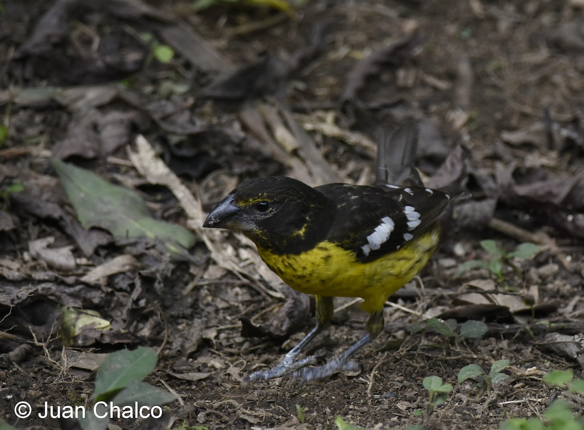 Black-backed Grosbeak - Juan José Chalco Luna