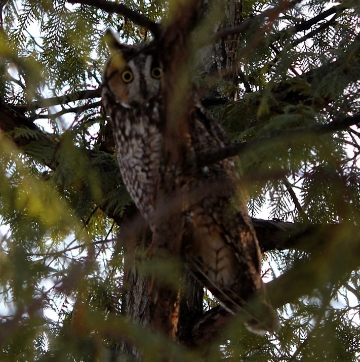 Long-eared Owl - ML114033091