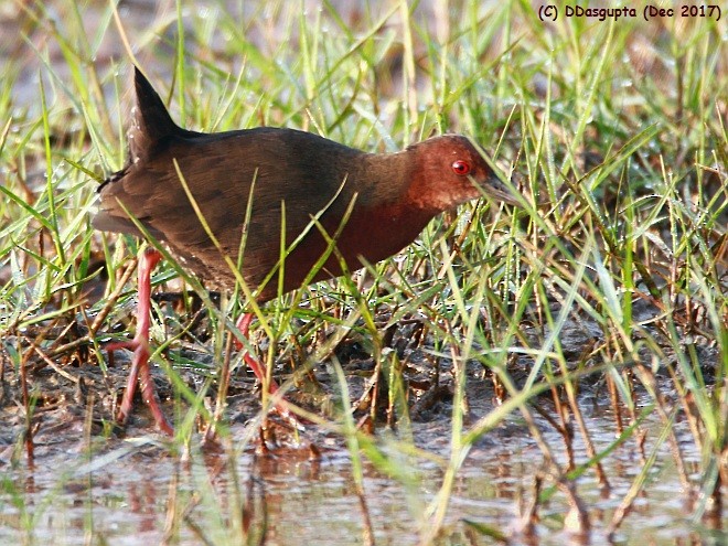 Ruddy-breasted Crake - D Dasgupta