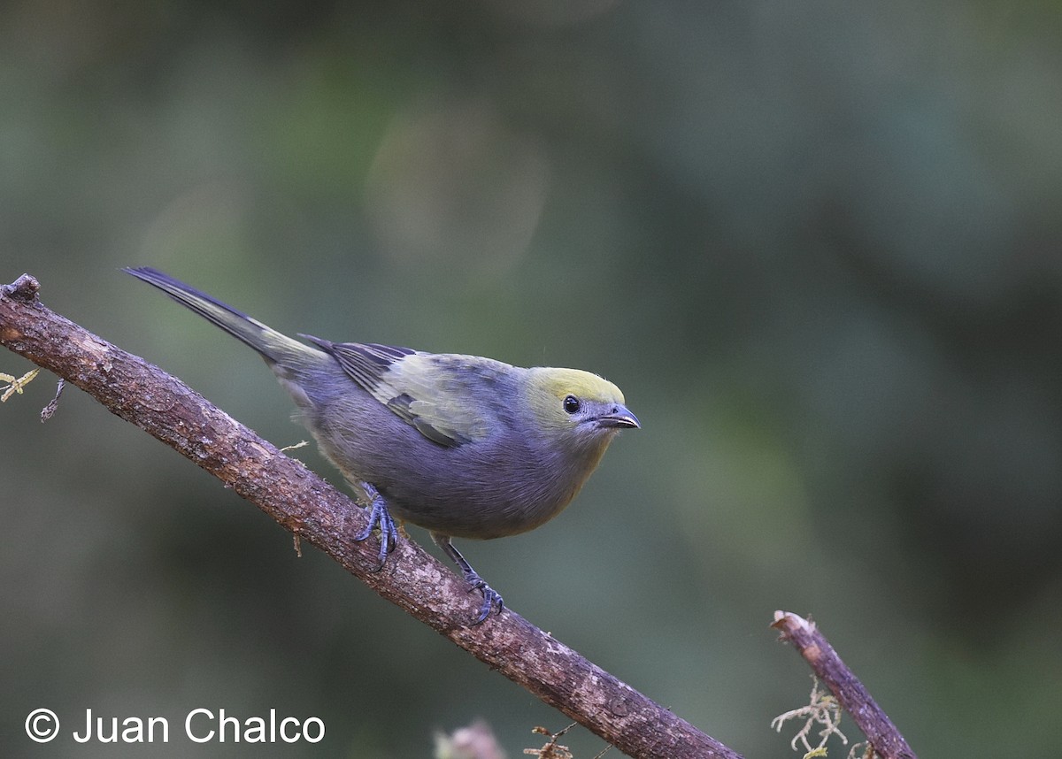 Palm Tanager - Juan José Chalco Luna