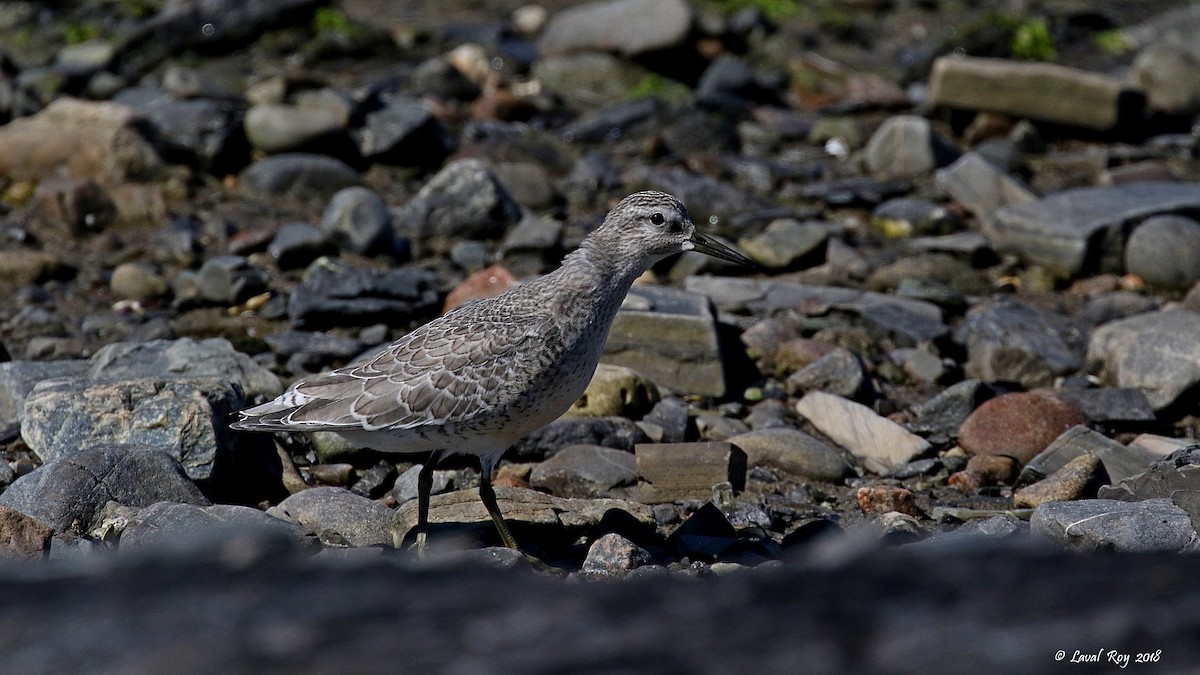 Red Knot - Laval Roy