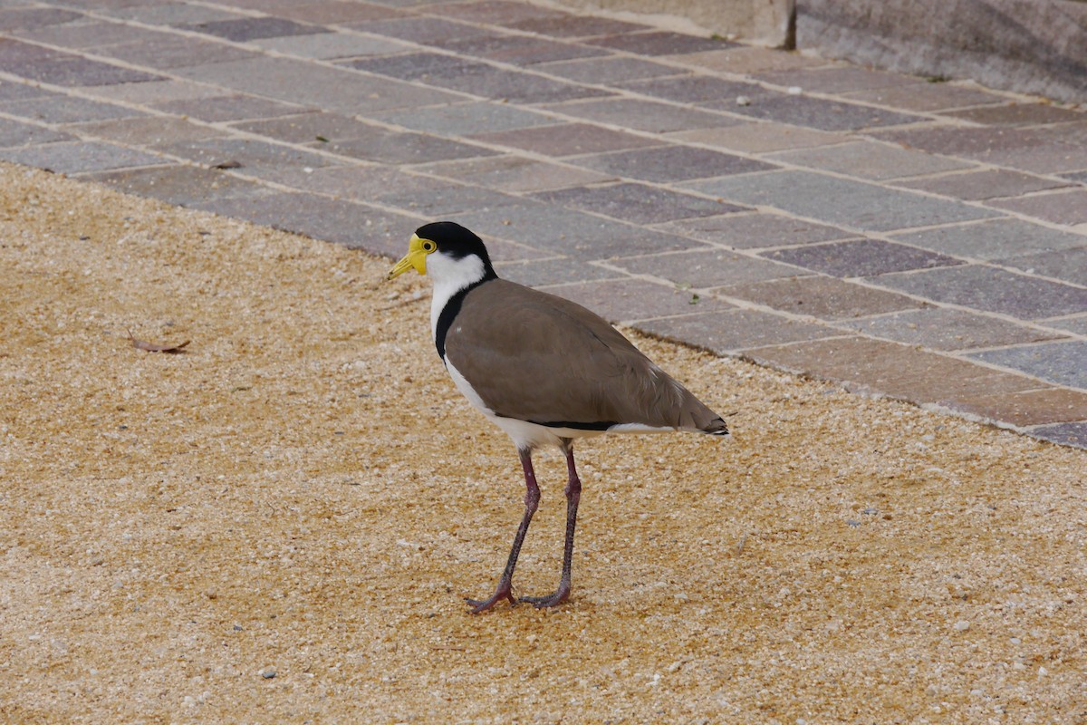 Masked Lapwing - ML114034551