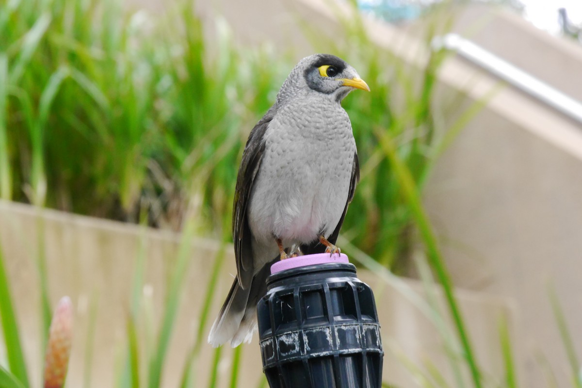 Noisy Miner - ML114034601