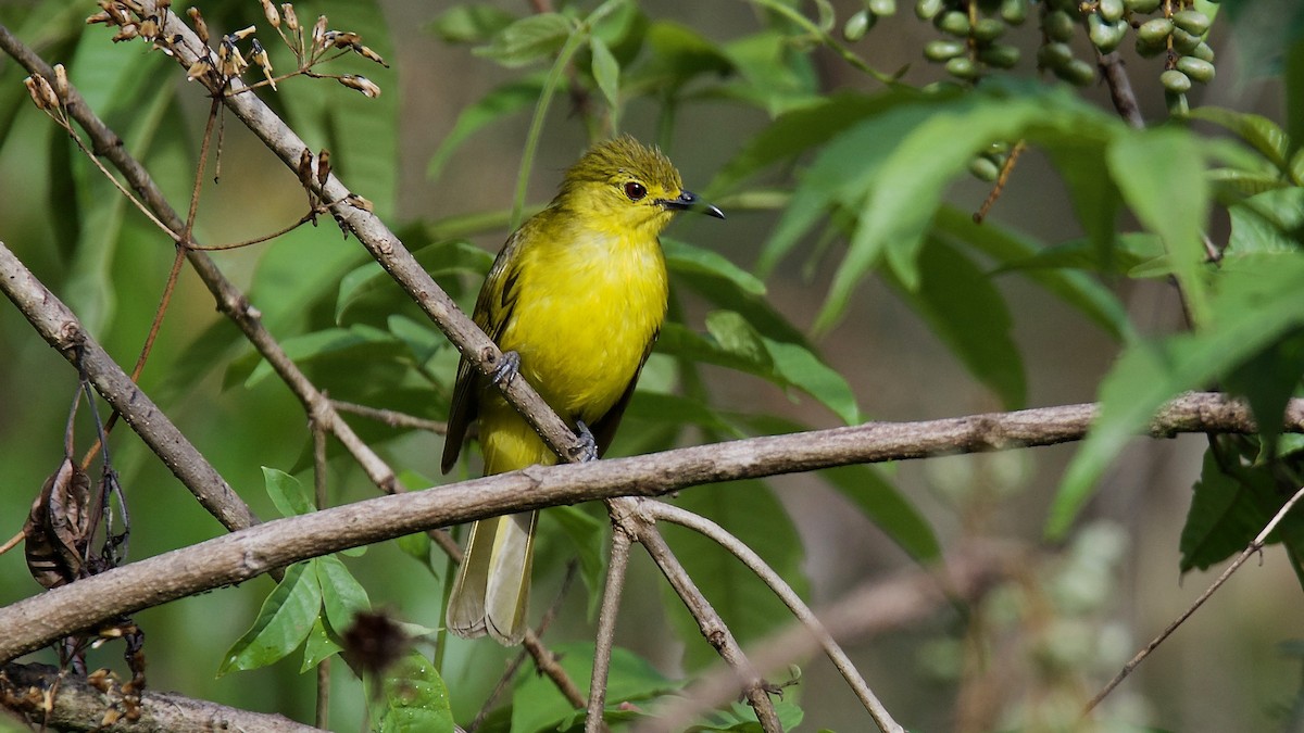 Yellow-browed Bulbul - ML114034771