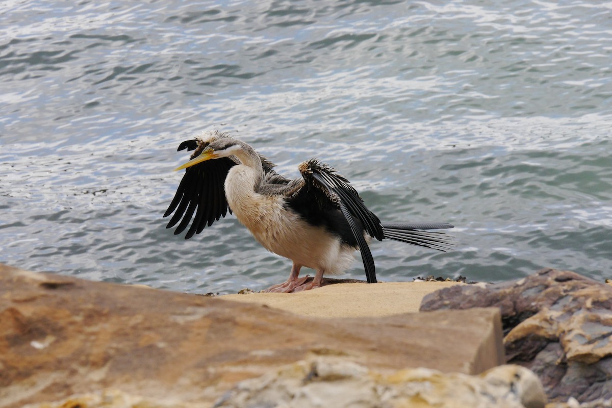 Australasian Darter - ML114034791