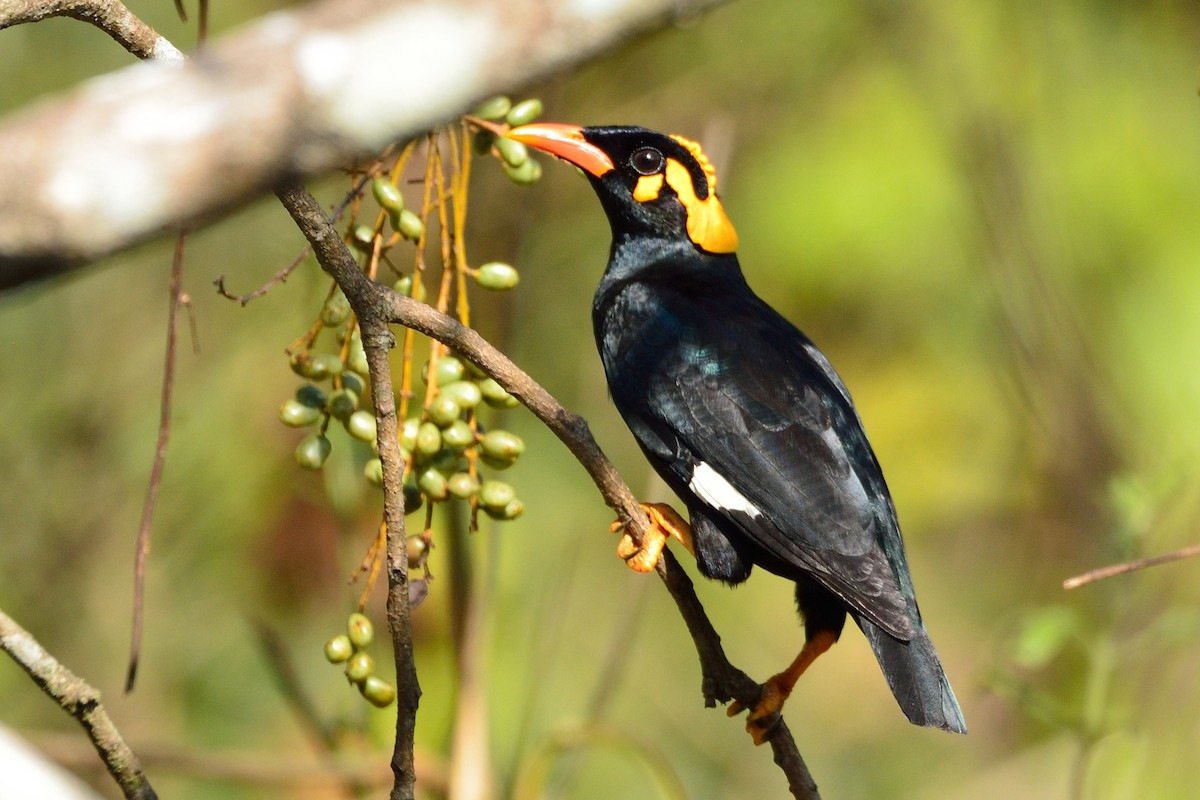 Southern Hill Myna - Snehasis Sinha