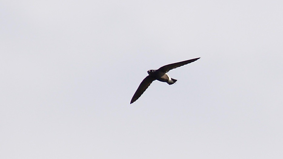 Brown-backed Needletail - ML114035141