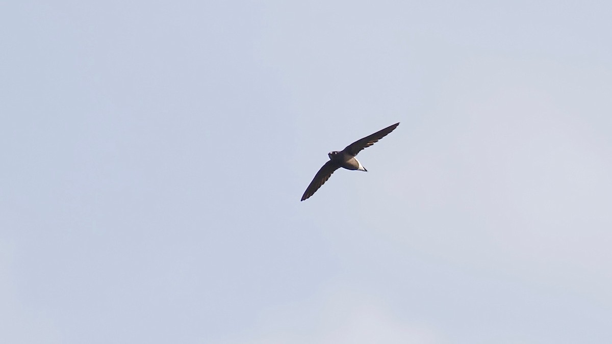 Brown-backed Needletail - ML114035151