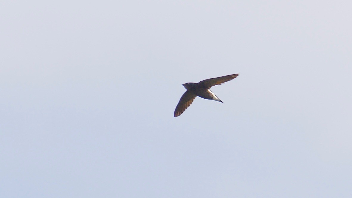 Brown-backed Needletail - ML114035161