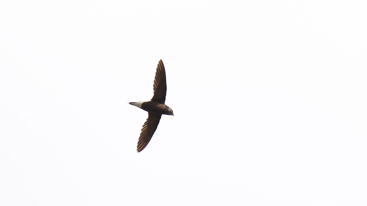 Brown-backed Needletail - ML114035171