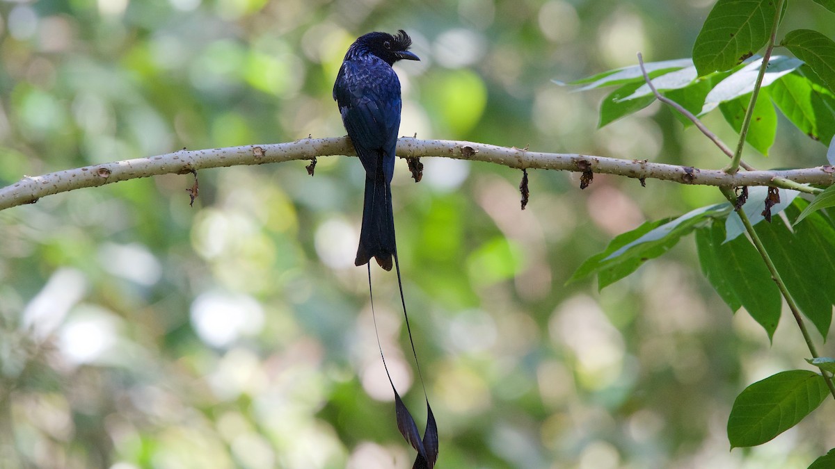 Greater Racket-tailed Drongo - ML114035261