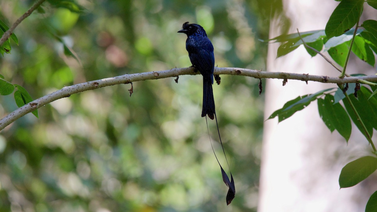Greater Racket-tailed Drongo - ML114035271