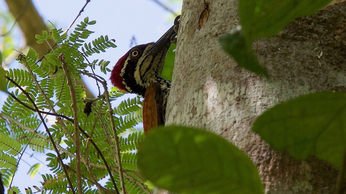 Malabar Flameback - ML114035301