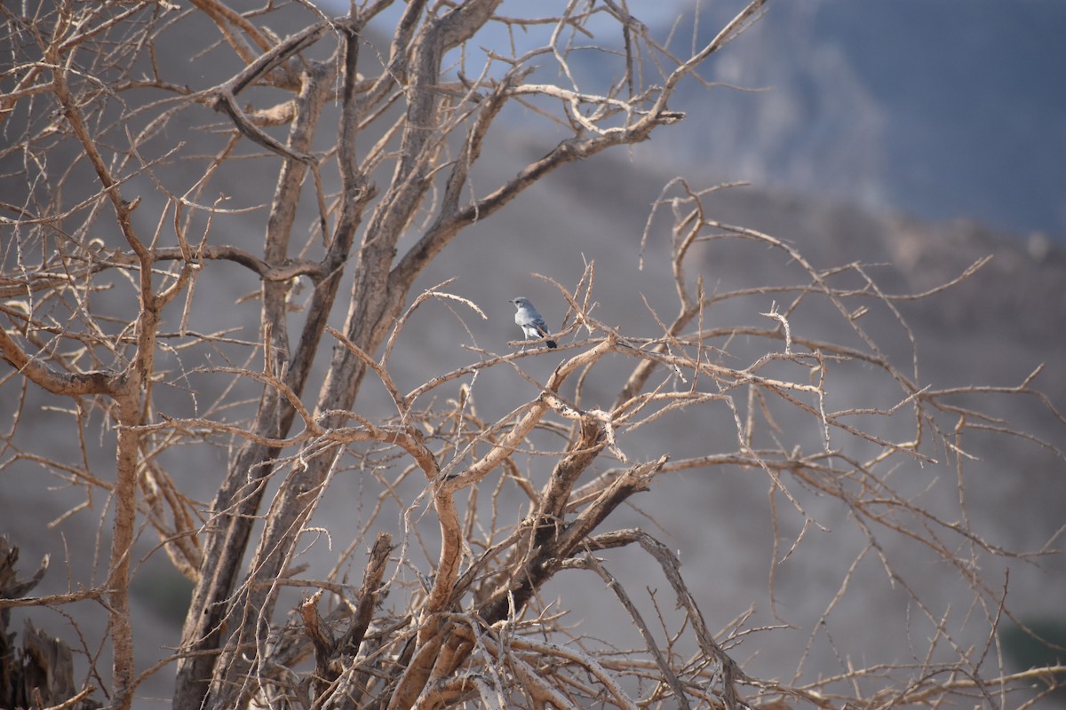 Northern Wheatear - ML114036641