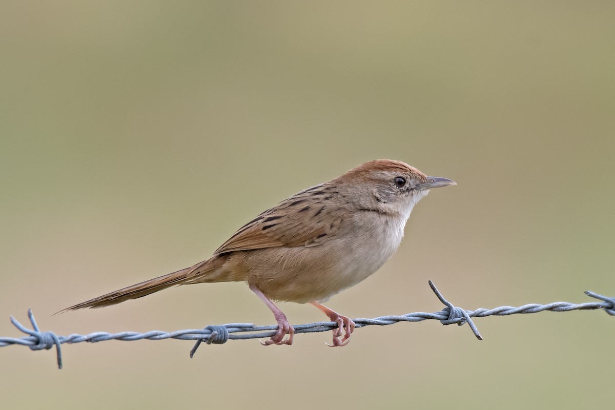 Tawny Grassbird - ML114037041