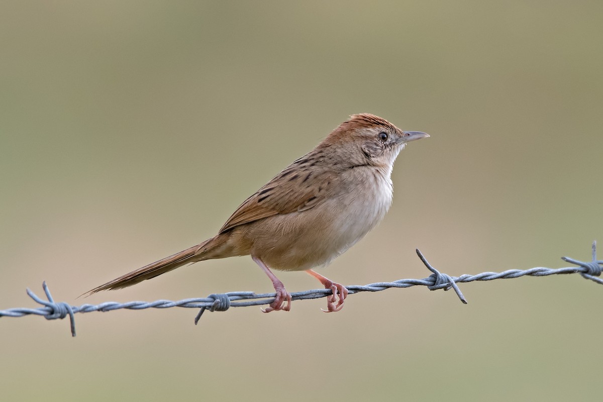 Tawny Grassbird - ML114037051