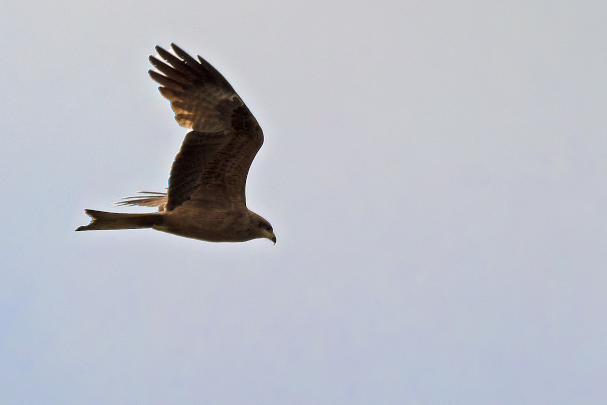 Black Kite - Hayley Alexander