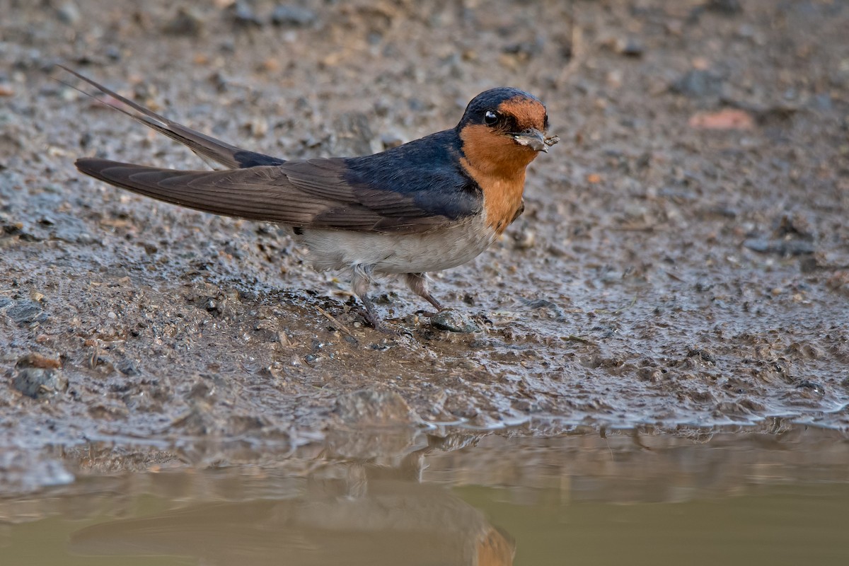 Golondrina Australiana - ML114037331