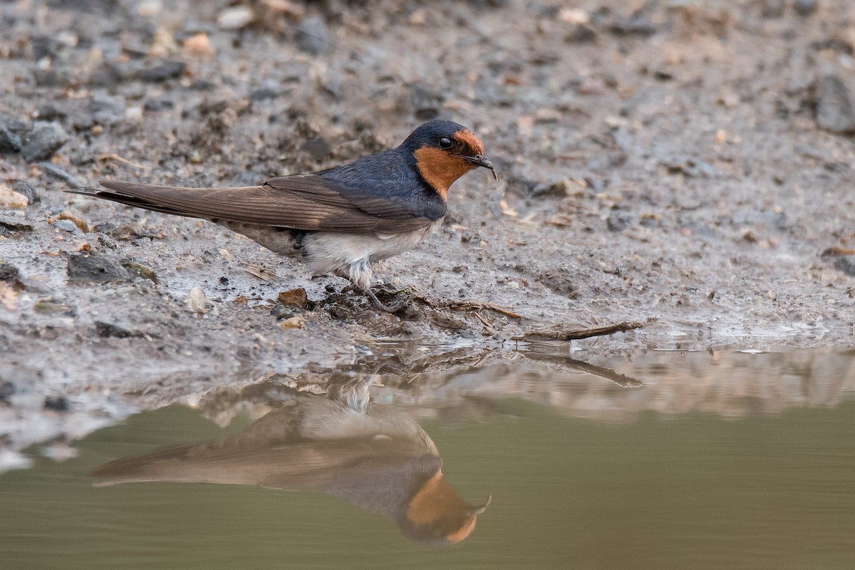 Golondrina Australiana - ML114037411