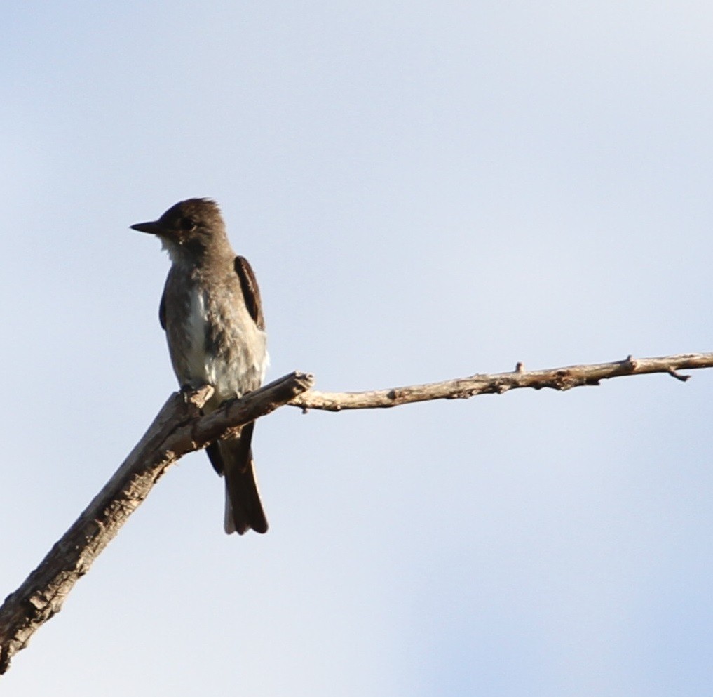 Olive-sided Flycatcher - ML114037441