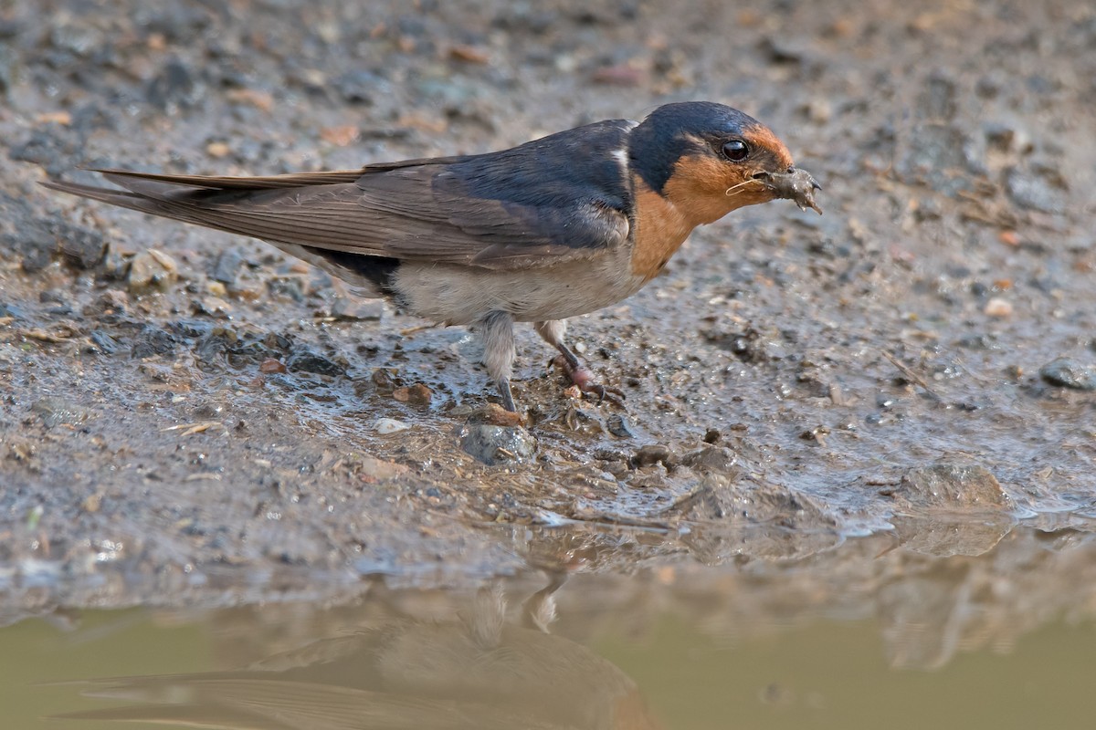 Golondrina Australiana - ML114037481