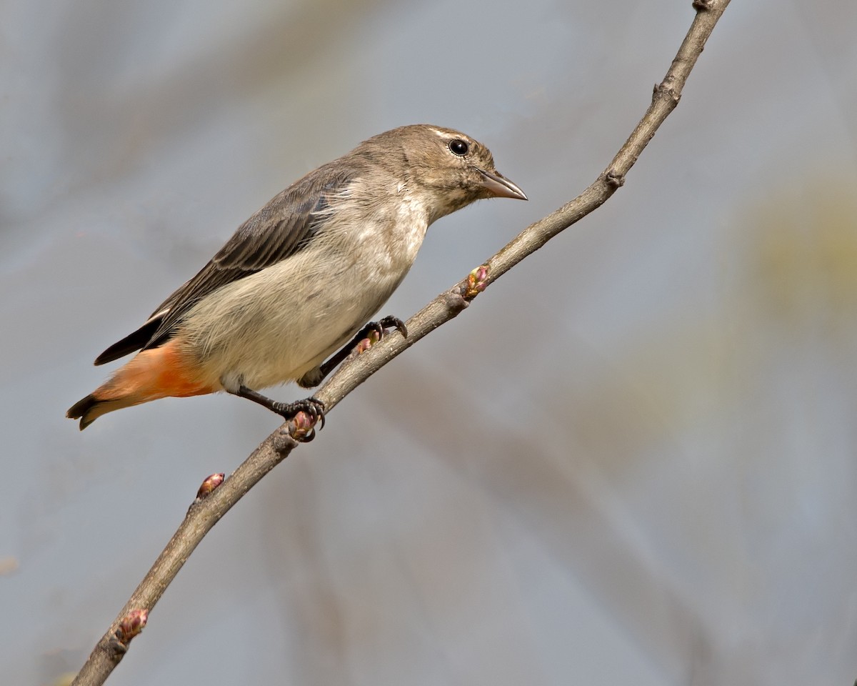 Picaflores Golondrina - ML114037501