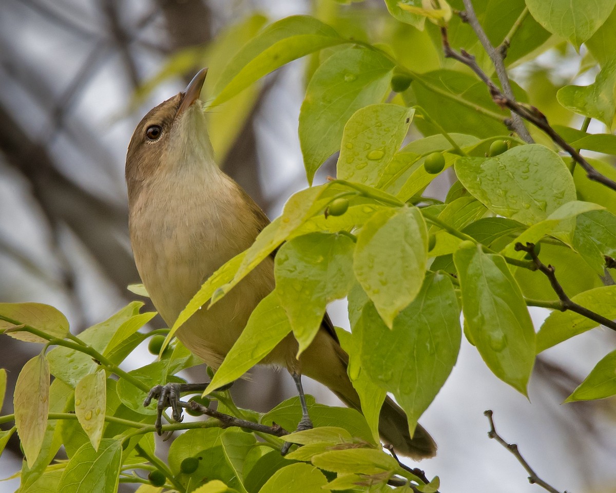 Australian Reed Warbler - ML114037511