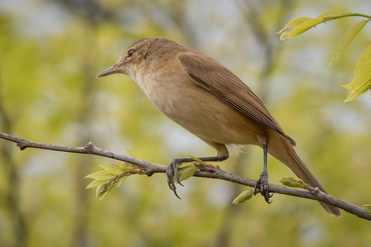 Australian Reed Warbler - ML114037521