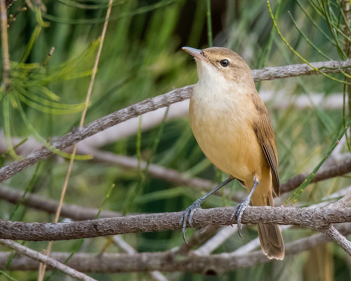 Australian Reed Warbler - Hayley Alexander